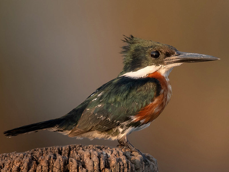 Green Kingfisher, Chloroceryle americana, Martin-pescador Chico