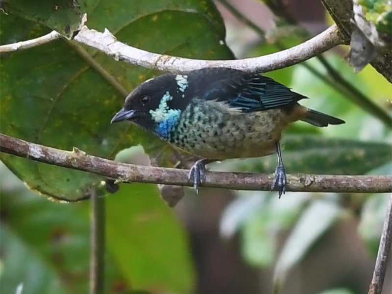 Beryl-naped Tanager, Tangara fucosa, Tangará Nuquiverde