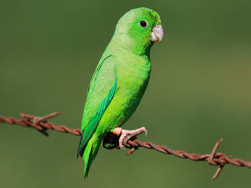 Green-rumped Parrotlet, Forpus passerinus, Periquito Coliverde