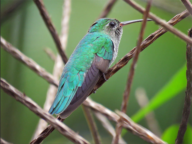 Green-tailed Goldenthroat, Polytmus theresiae, Colibrí Coliverde