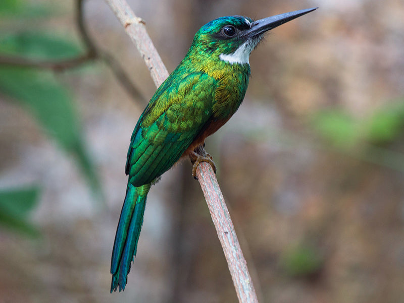 Green-tailed-jacamar, Galbula galbula, Jacamar Coliverde