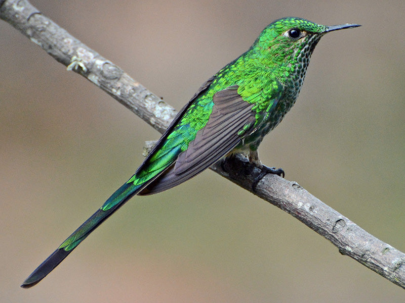 Green-tailed Trainbearer, Lesbia luna, Cometa Coliverde