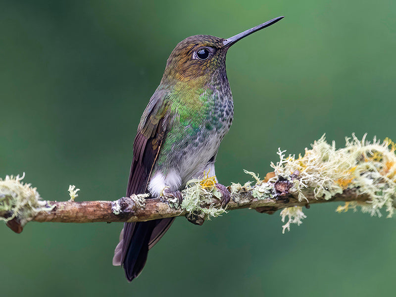 Haplophaedia aureliae, Calzoncitos Verdosos, Greenish Puffleg