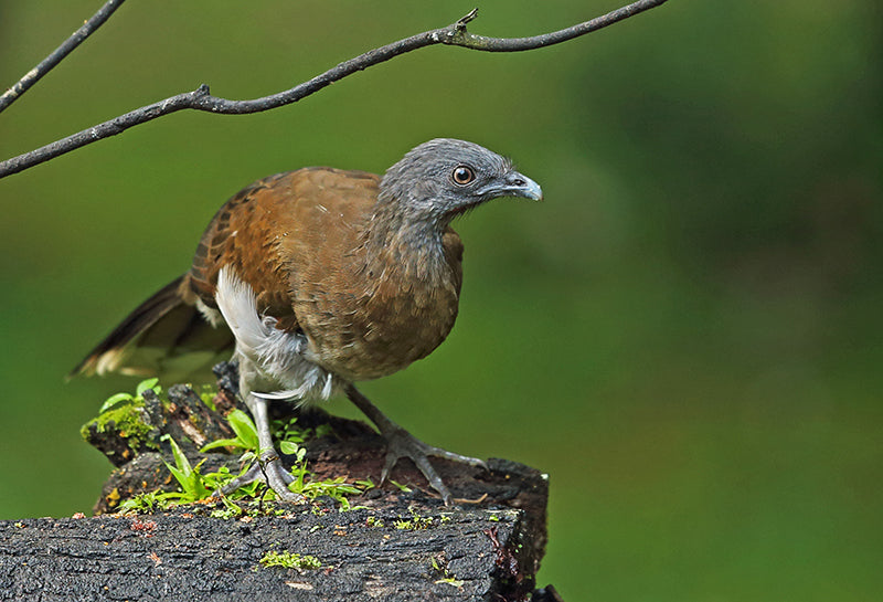 Grey-headed chachalaca, Guacharaca del Chocó, Ortalis cinereiceps