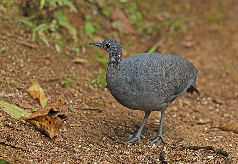 Gray-tinamou, Tinamous tao, Tinamú Grís