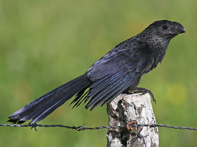 Groove-billed Ani, Crotophaga sulcirostris, Garrapatero piquiestirado