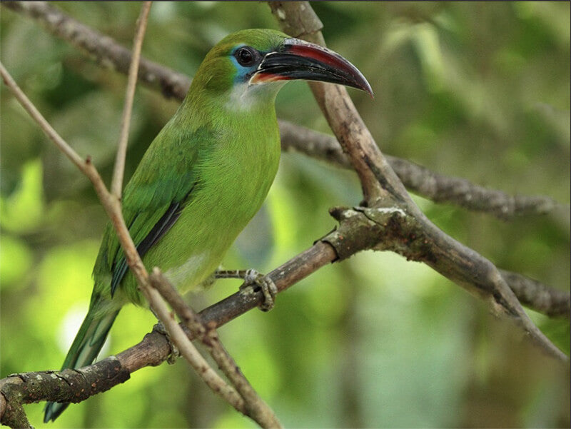 Yellow-eared Toucanet, Selenidera spectabilis, Pichilingo Negro