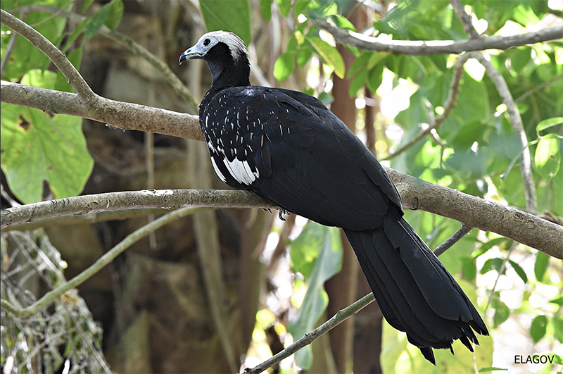 Blue-throated Piping-guan, Pipile cumanensis, Pava rajadora