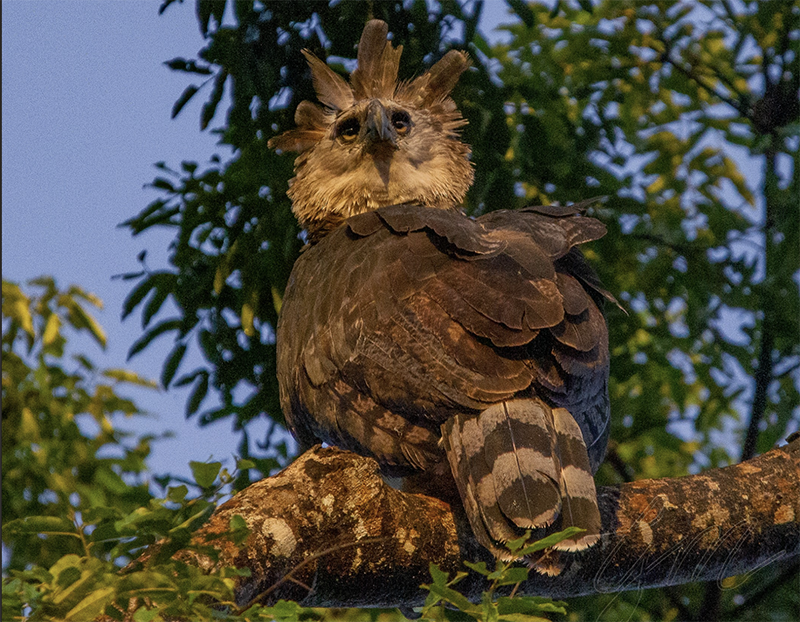 Harpy Eagle, Harpia harpyja, Aguila Arpía