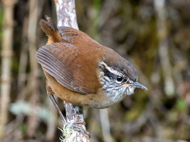 Hermit Wood-wren, Henicorhina anachoreta, Cucarachero Ermitaño