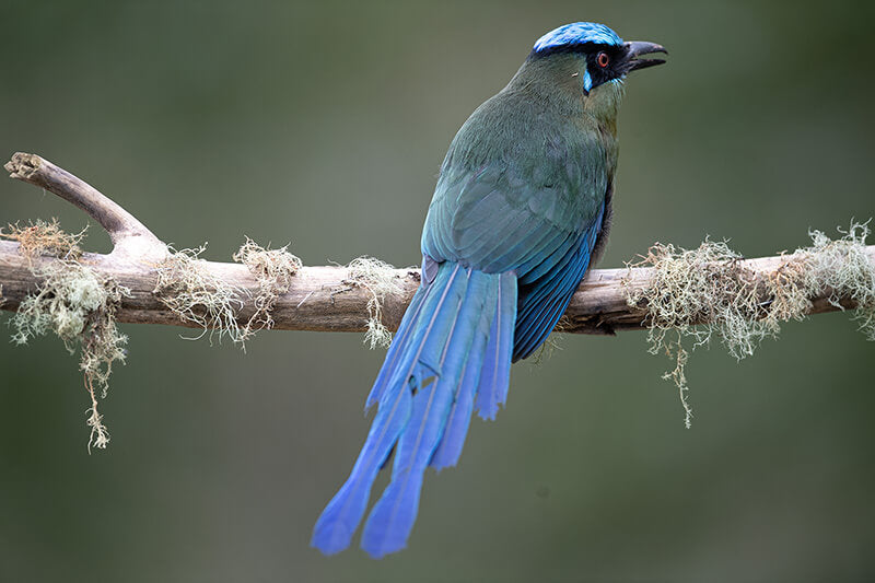 Highland-motmot, Momotus aequatorialis, Barranquero Andino