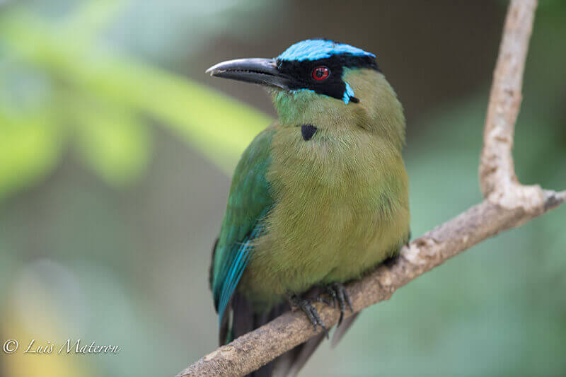 Highland Motmot, Momotus aequatorialis, Barranquero Andino