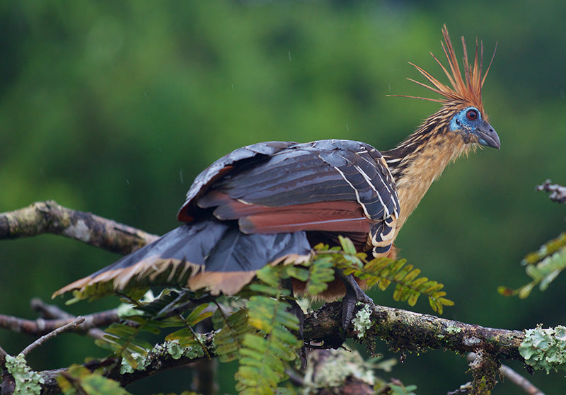 hoatzin, opisthocomiformes, opisthocomidae 