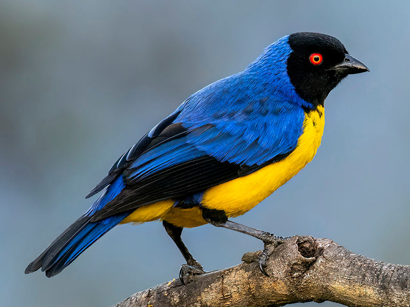 Hooded Mountain-tanager, Buthraupis montana, Azulejo Real