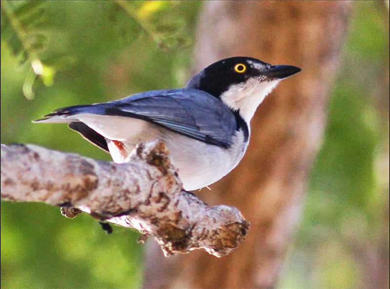  Hooded Tanager, Nemosia pileata, Trinadora Pechiblanca 