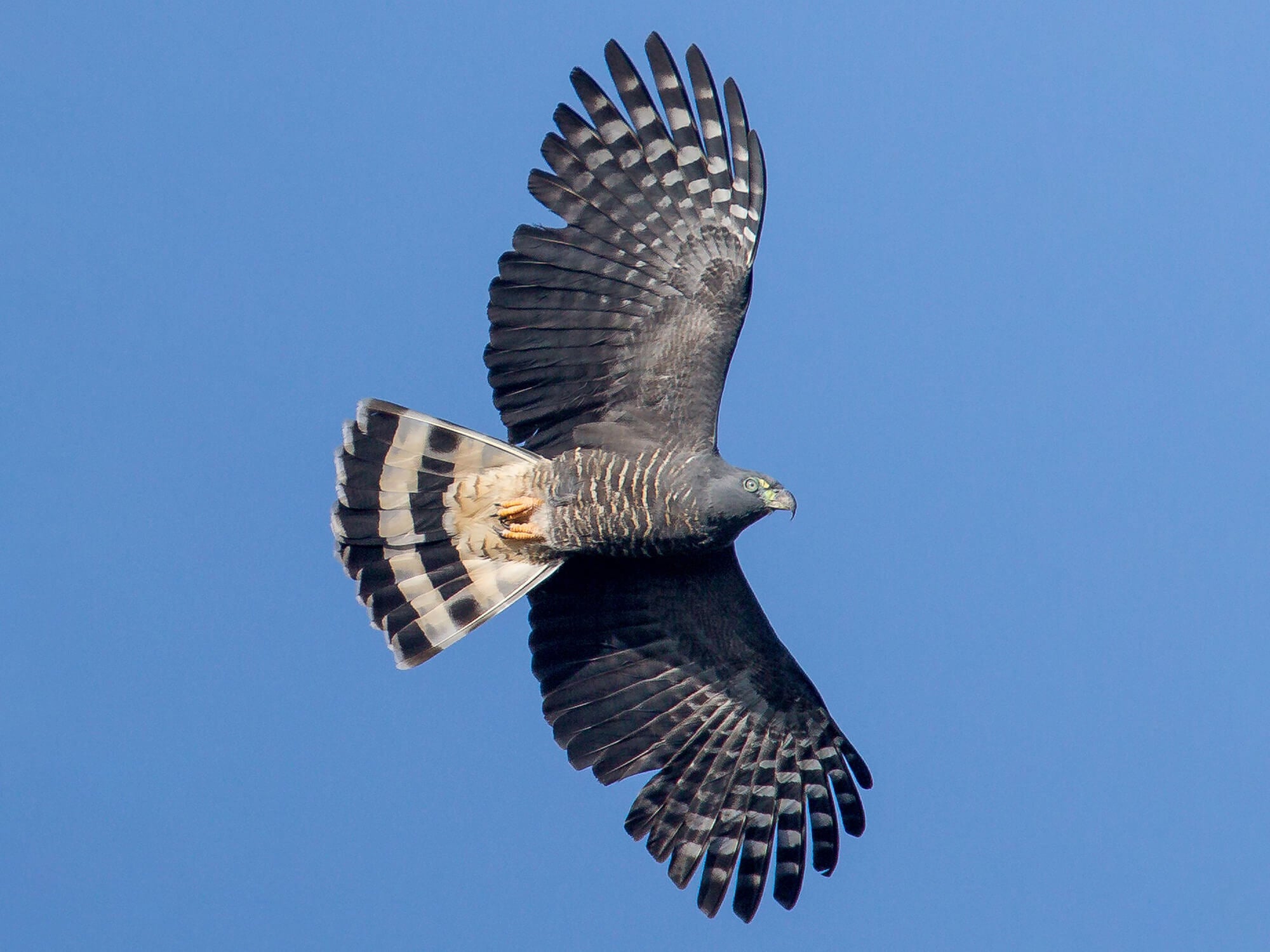 Hook-billed Kite, Chondrohierax uncinatus, Caracolero Piquiganchudo