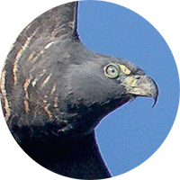 Hook-billed Kite, Chondrohierax uncinatus, Caracolero Piquiganchudo