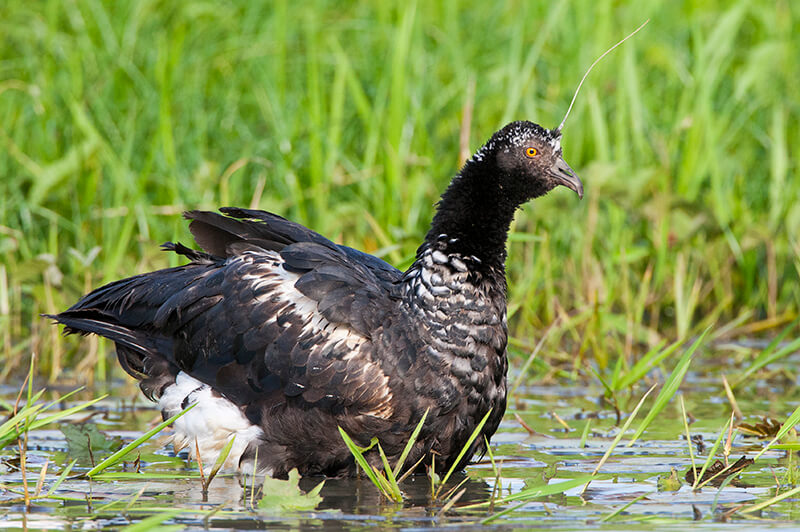 Horned Screamer, Anhima cornuta, Aruco