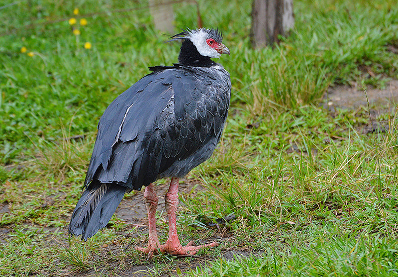 screamers, horned screamer, anseriformes, anhimidae