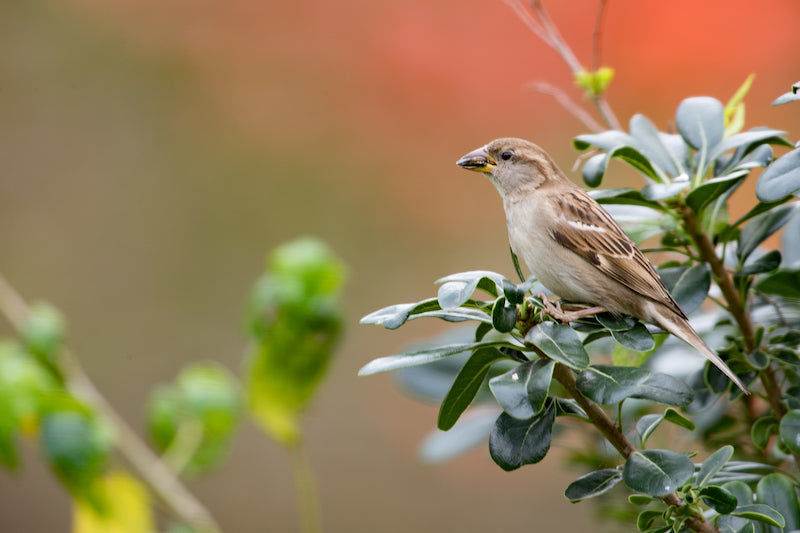 house sparrow, passeriformes, passeridae