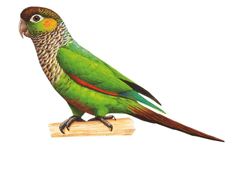 Huila Parakeet, Pyrrhura (melanurus) chapmani, Periquito Colirrojo