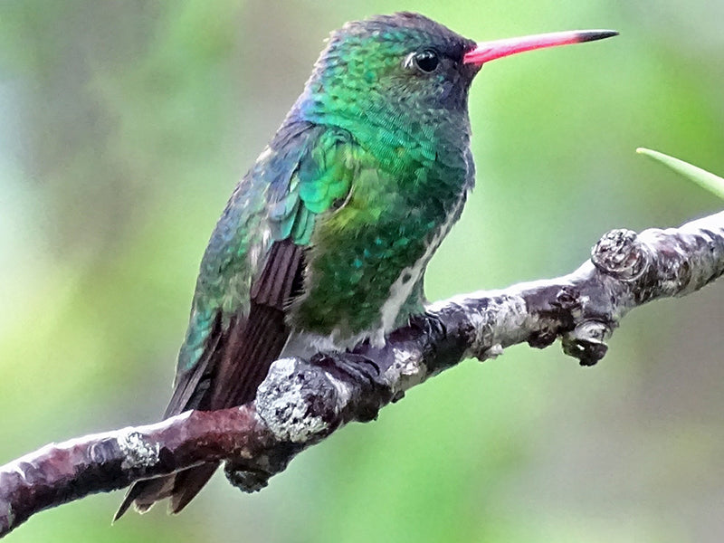 Humboldt's Hummingbird (Humboldt's Sapphire),Amazilia humboldti, Zafiro de Humboldt