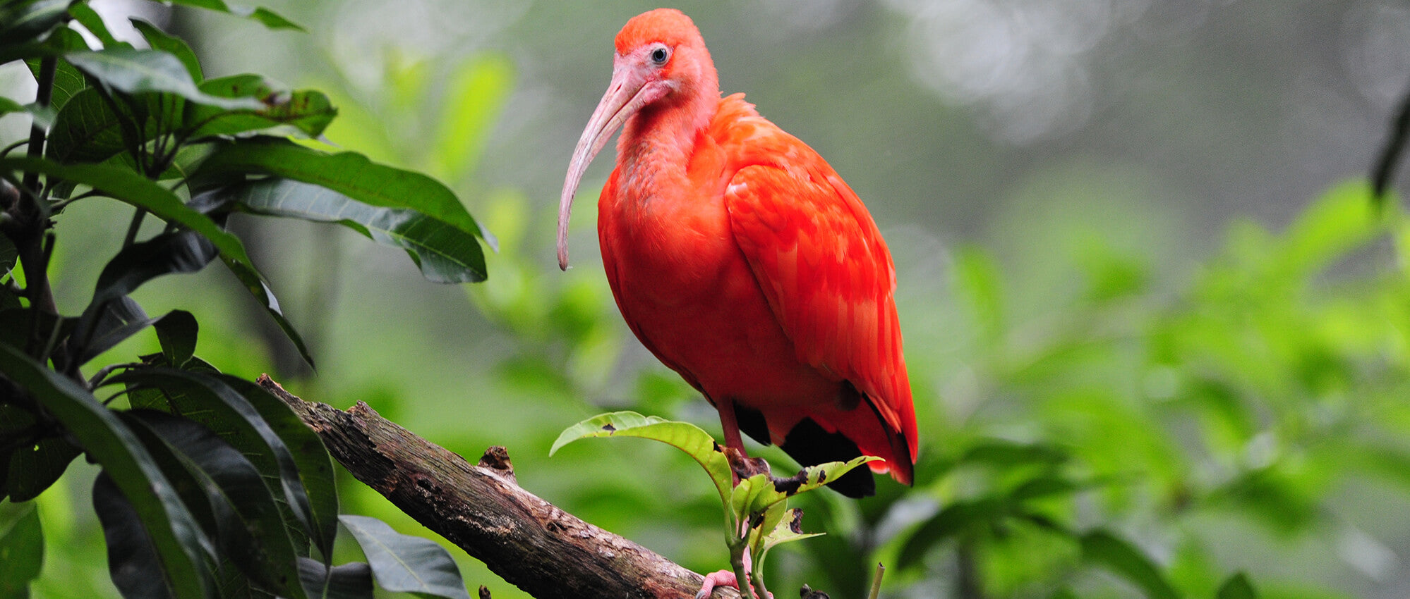 Ibises are sensitive to wetland degradation