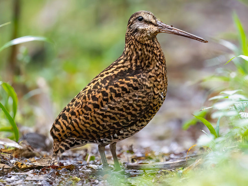 Imperial Snipe, Gallinago imperialis,  Becasina Imperial