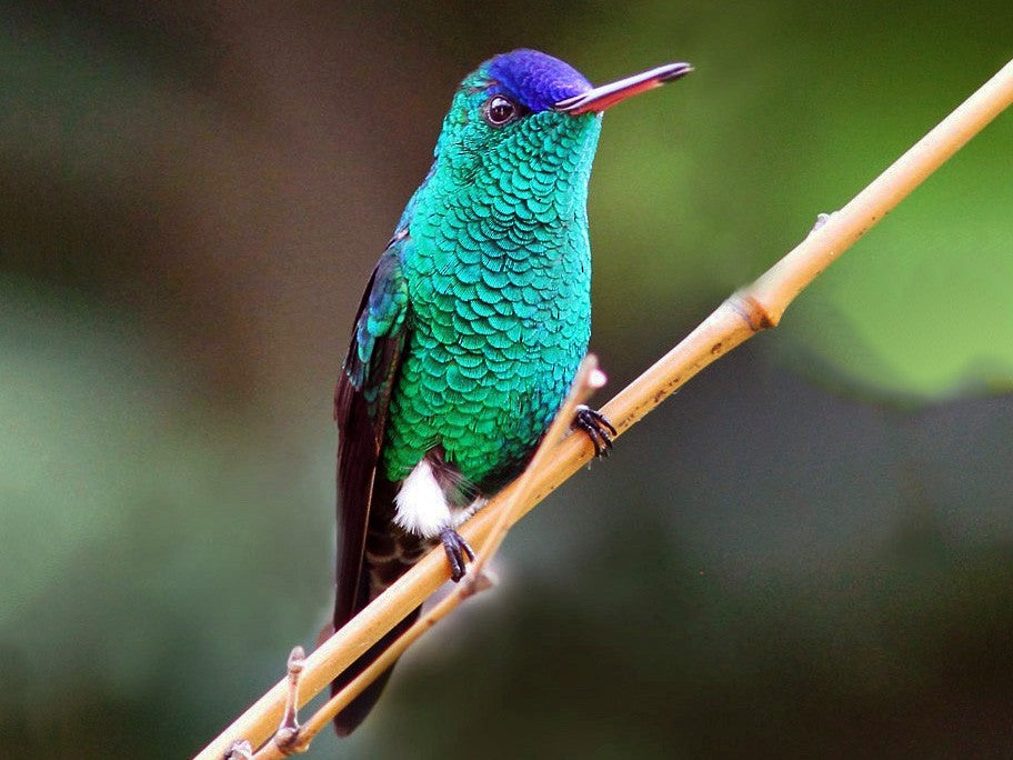 Indigo-capped Hummingbird, Amazilia cyanofrons, Amazilia Frentiazul