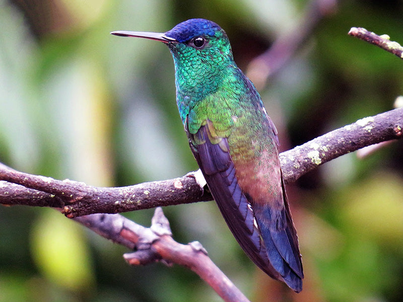 Indigo-capped Hummingbird, Amazilia cyanifrons, Amazilia Frentiazul