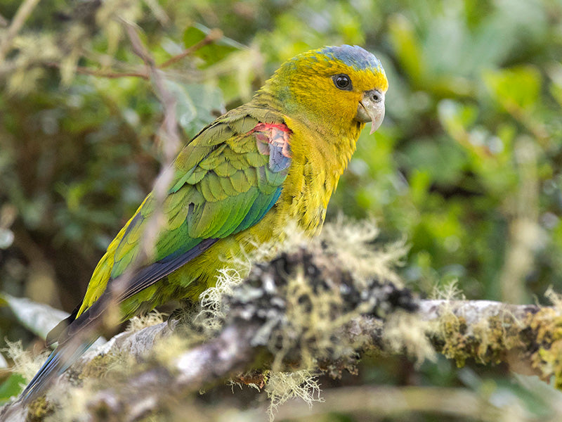 Indigo-winged Parrot, Hapalopsittaca fuertesi, Cotorra Aliazul