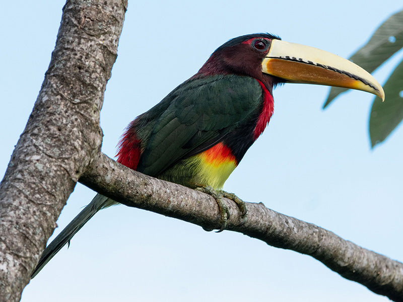 Ivory-billed Aracari, Pteroglossus azara, Pichí Pico-de-marfil