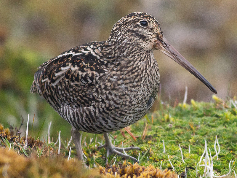 Jameson’s Snipe, Gallinago jamesoni, Becasina Andina