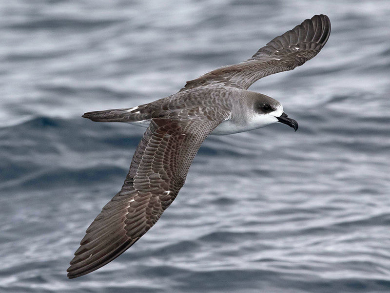 Juan Fernandez Petrel, Ptrrtodroma hasitata, Petrel Antillano