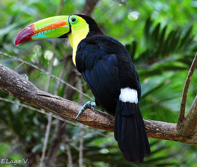 Keel-billed Toucan, Ramphastos sulfuratus,Tucán Caribeño