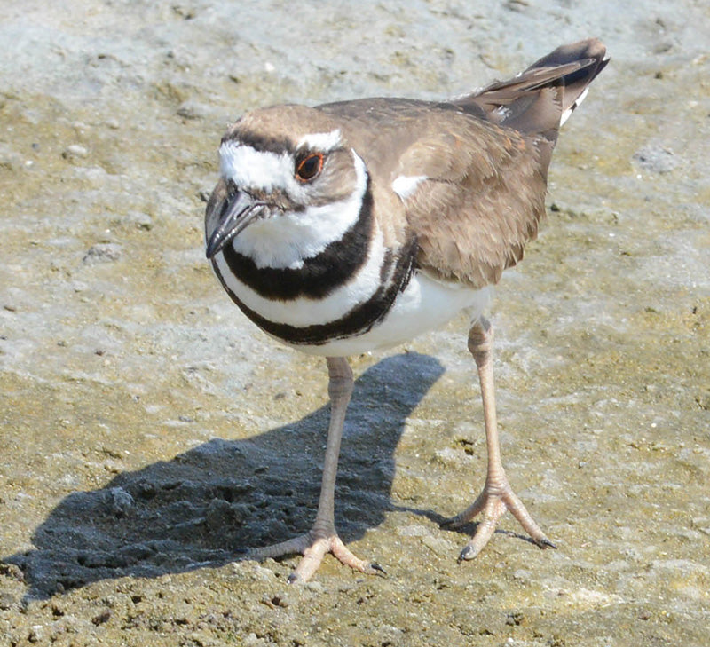 Killdeer, Charadrius vociferous, Chorlitejo Culirrojo