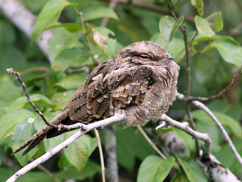 Ladder-tailed Nightjar, Hydropsalis climacocerca, Guardacaminos Rabilargo