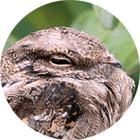 Ladder-tailed Nightjar, Hydropsalis climacocerca, Guardacaminos Rabilargo