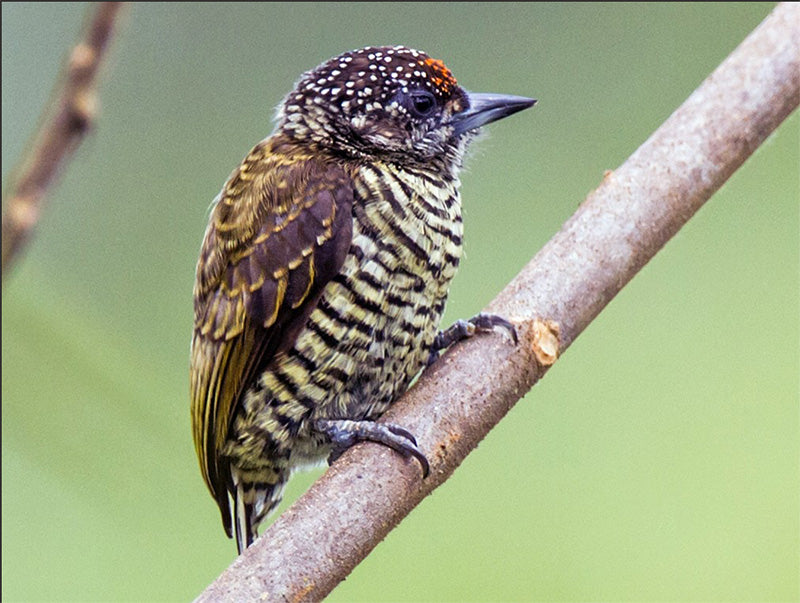 Lafresnaye's Piculet, Picumnus lafresnayi, Carpinterito Barrado 