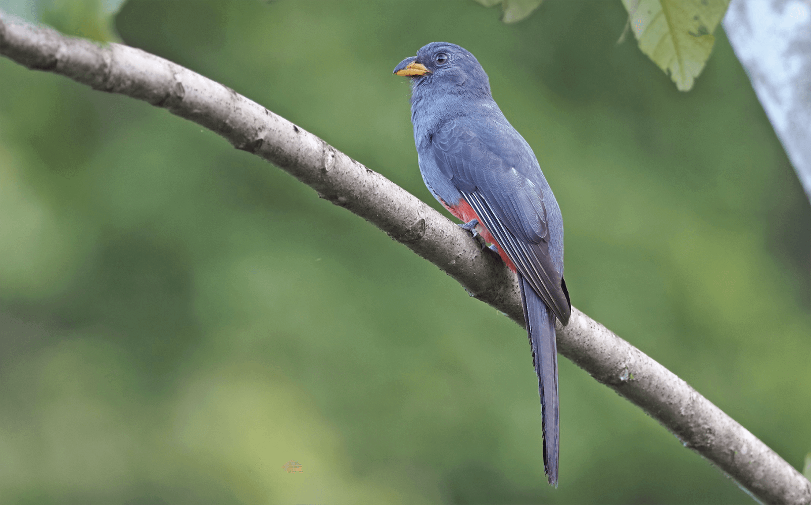 Large-tailed Trogon, Trogon melanurus, Trogón Colinegro
