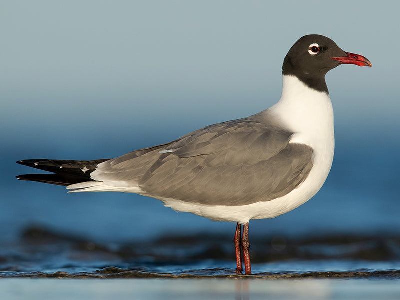 Laughing Gull, Leucophaeus atricilla, Gaviota Reidora