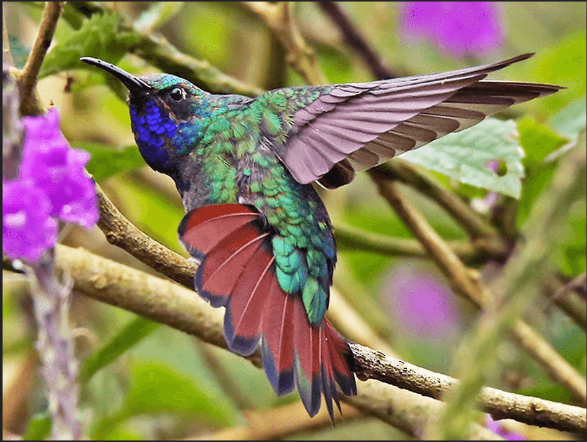 Lazuline Sabrewing, Campylopterus falcatus, Ala-de-sable Lazulita