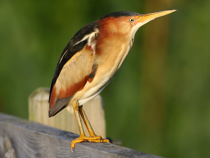 Least Bittern, Ixobrychus exilis, Avetorillo Bicolor