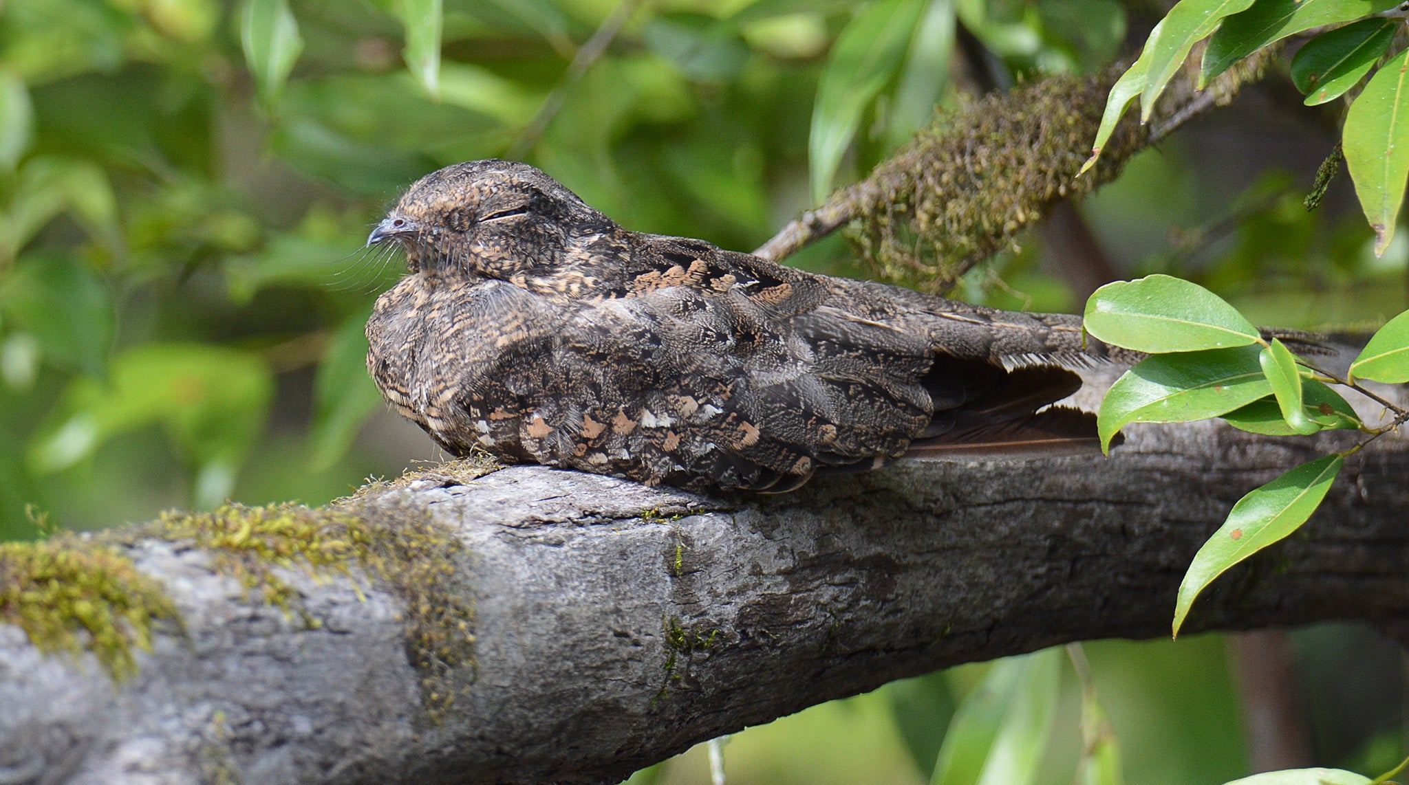 Least nighthawk, Chordeiles pusillus, Chotacabras enano