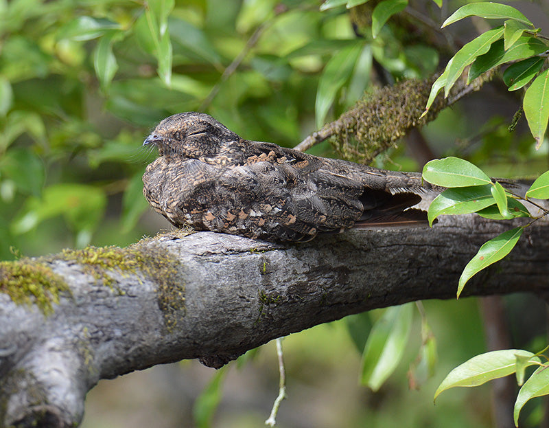 Least Nighthawk, Chordeiles pusillus, Chotacabras enano