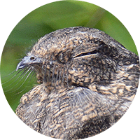 Least nighthawk, Chordeiles pusillus, Chotacabras enano