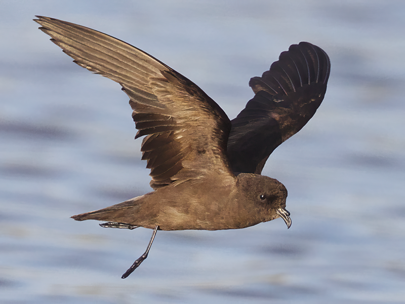 Least Storm-petrel, Hydrobates microsoma, Paiño Enano