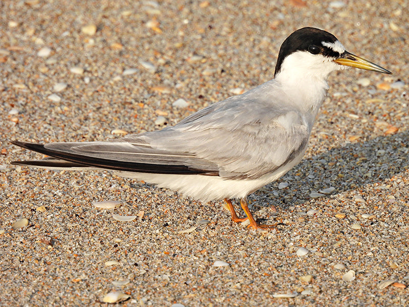 Least Tern, Sternula antillarum, Gaviotín Enano