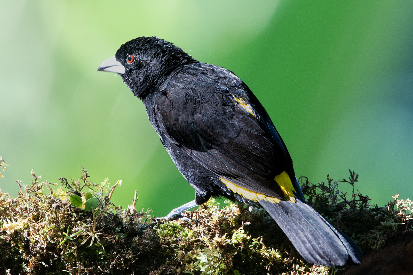 Lemon Rumped Tanager, Rhamphocelus (flammigerus) icteronotus, Asoma Culiamarilla