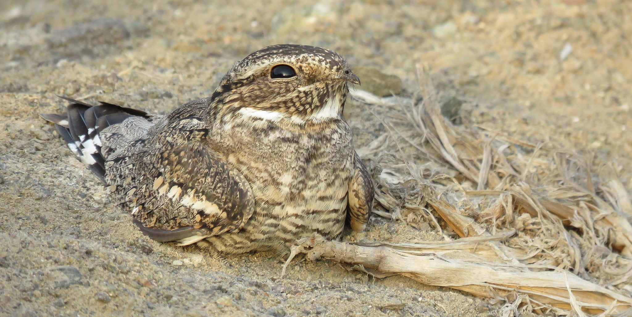 Lesser Nighthawk, Chordeiles acutipennis, Chotacabras Chico